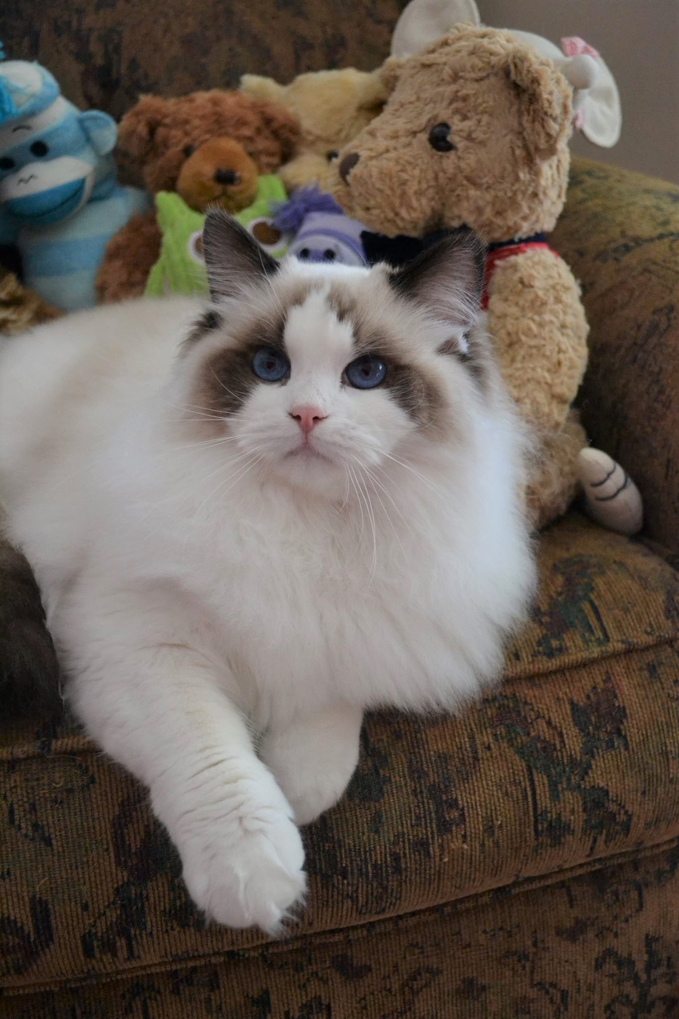 Ragtown Ragdolls