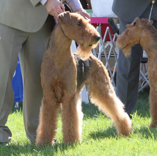 airedale kennel