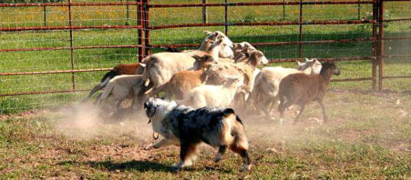 Scraps Australian Shepherds