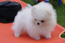 White Pomeranian Puppies