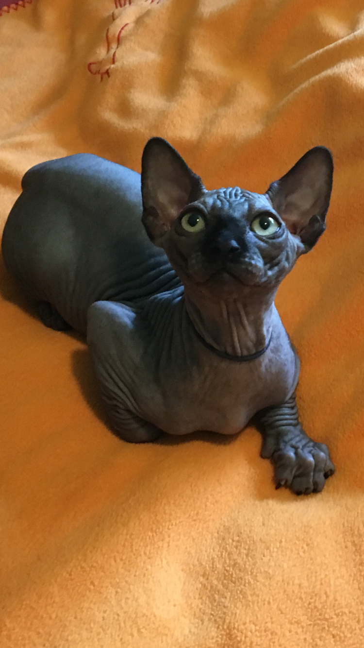 Sphynxcraft