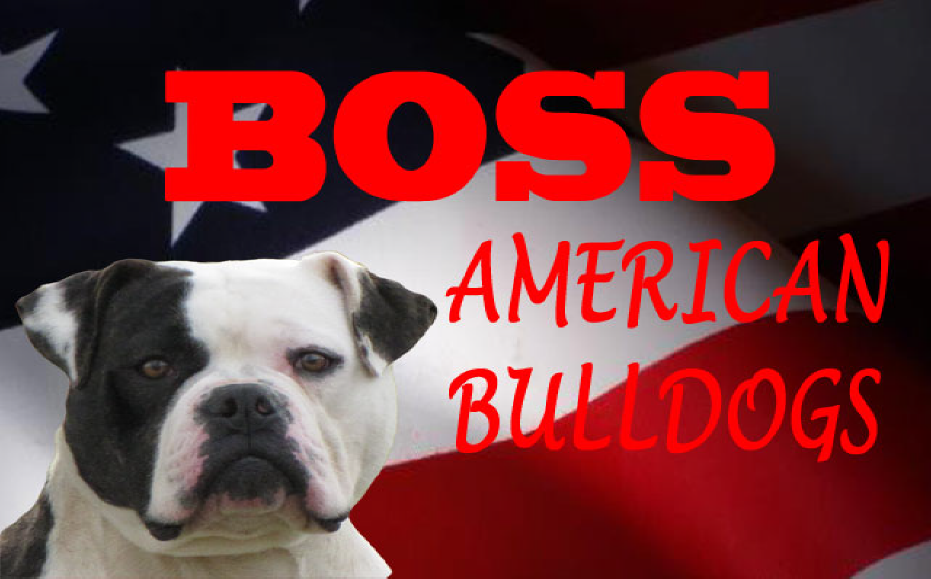 Boss American Bulldogs