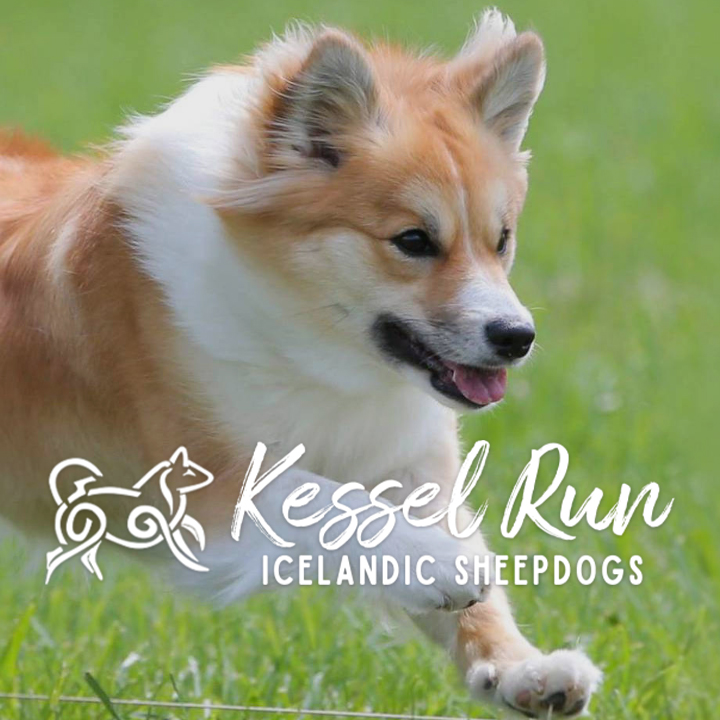 Kessel Run Icelandic Sheepdogs