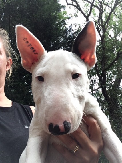 Bull Terrier puppies