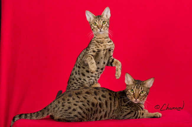 Dynamicat Ocicats