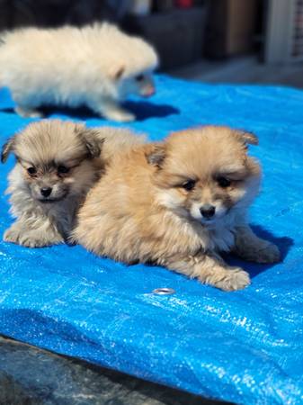 Purebred Pomeranian Puppy