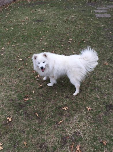 AERABELLA AMERICAN ESKIMO'S