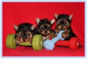 Female Yorkie Puppy