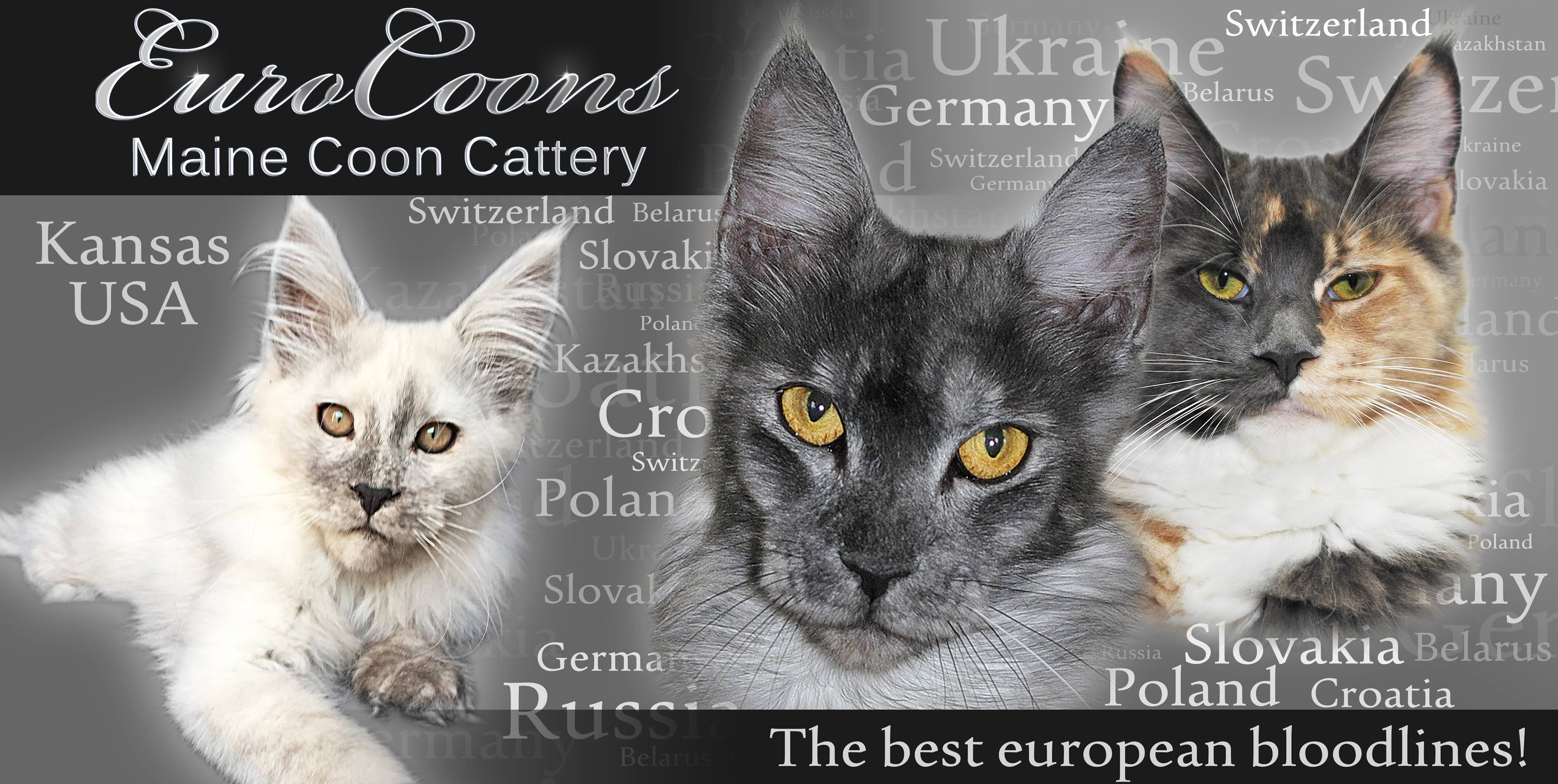 EuroCoons Maine Coon Cattery