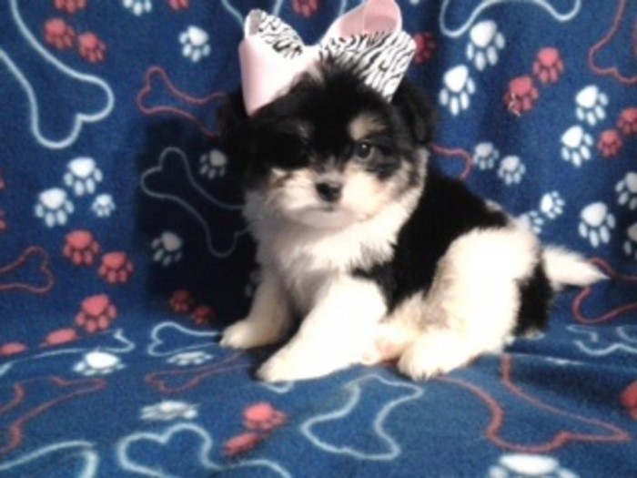 Quality Bred Family Rasied Shih Tzu For Sale