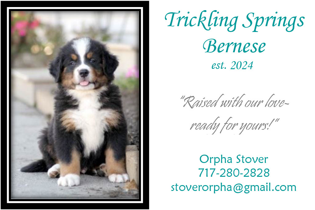 Trickling Springs Bernese
