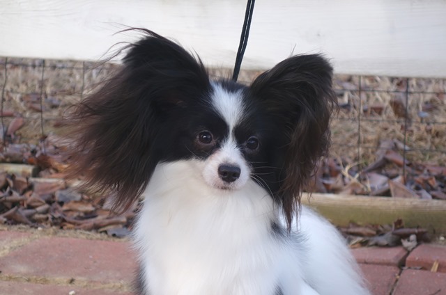 Papillon Breeders Near Halifax Nova Scotia