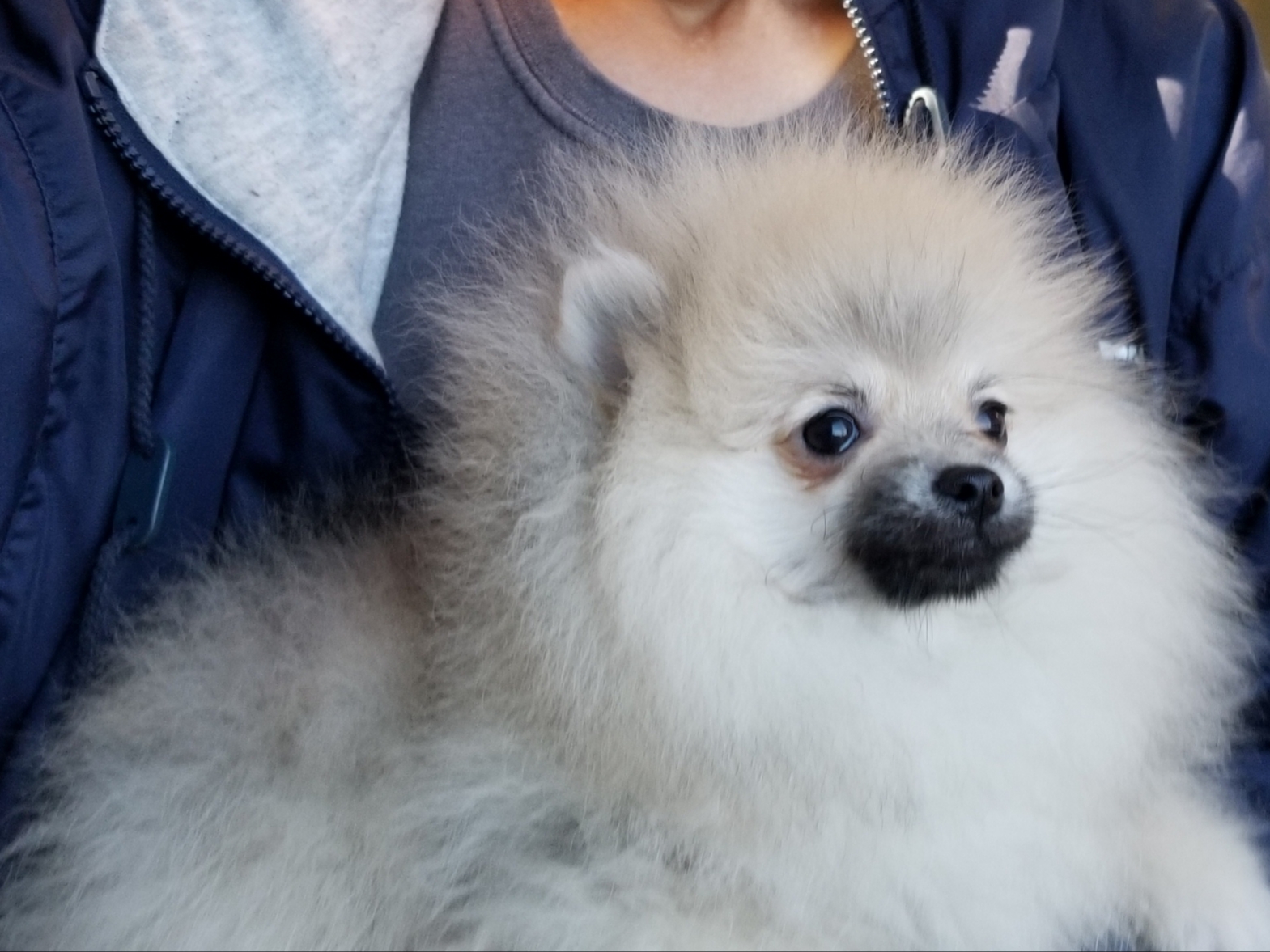 DELPOM'S POMERANIAN'S