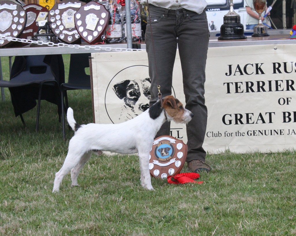 British Grit Jack Russell Terriers