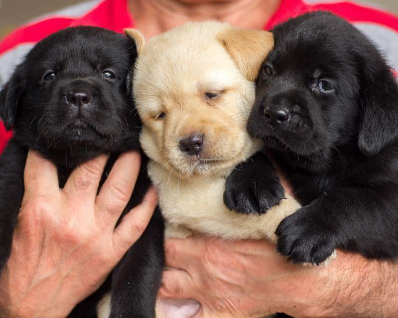 Two Labrador puppies