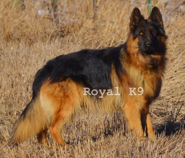 Royal K9 Kennel, LLC