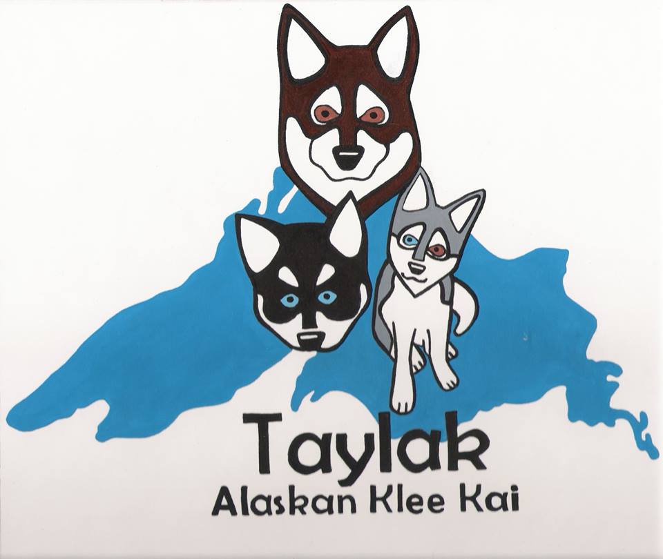 Taylak Alaskan Klee Kai