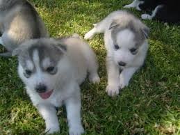 Akc registered Siberian Husky puppies