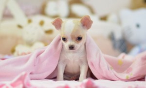 Friendly Male Chihuahua Puppy
