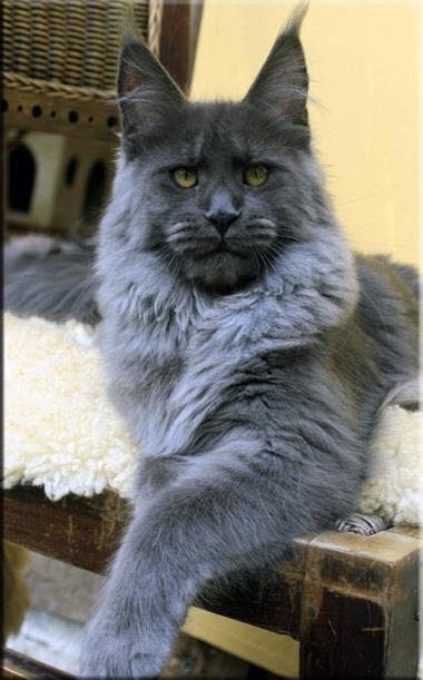 Maine Coon Breeders Near Champaign Illinois