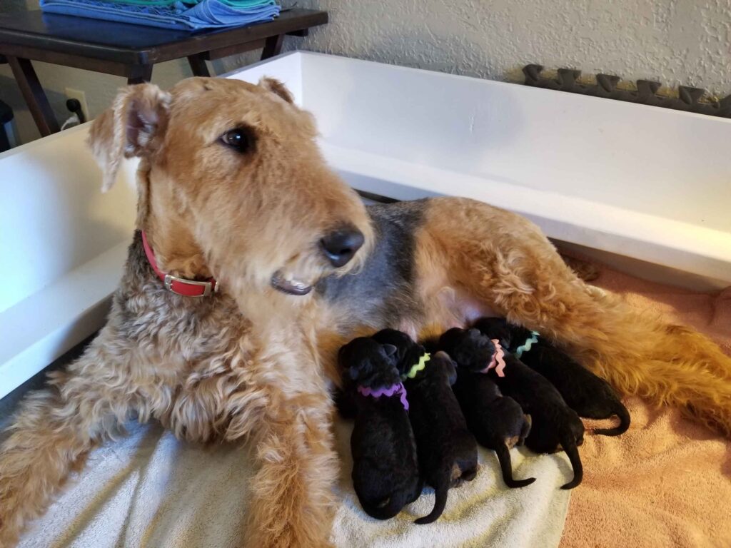 McKenzie Airedales