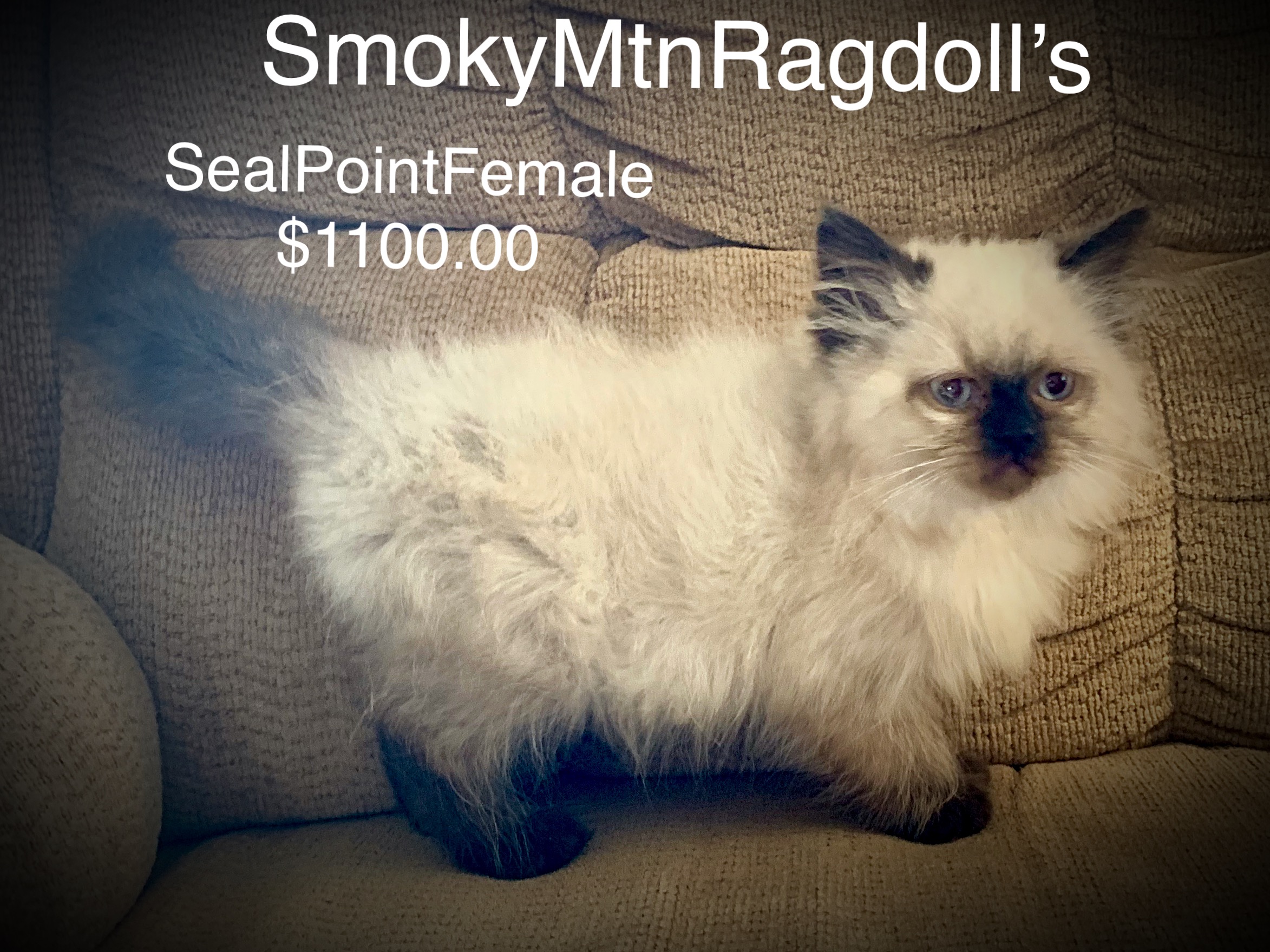 SmokyMtnRagdoll’s