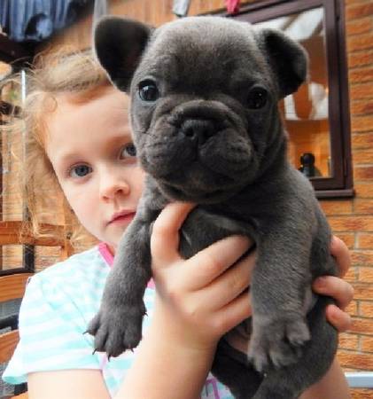Adorable French Bulldog Puppies for sle