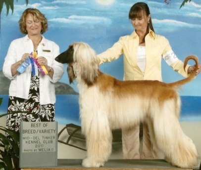 Komar Afghan Hounds