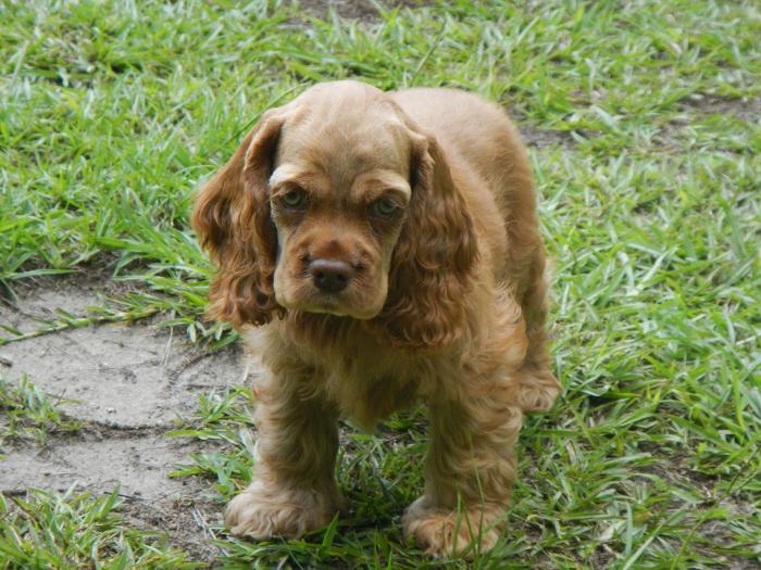 American Cocker Spaniel Breeders Near 