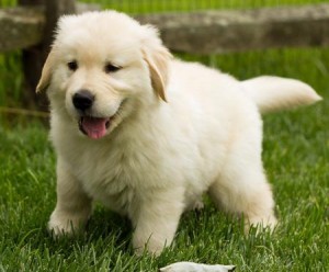 Adorable Golden Retriever Puppies