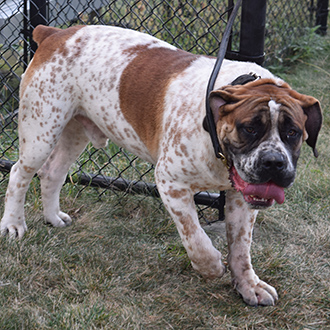 boerboel kennels