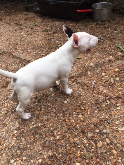 charming Miniature Bull Terrier puppy