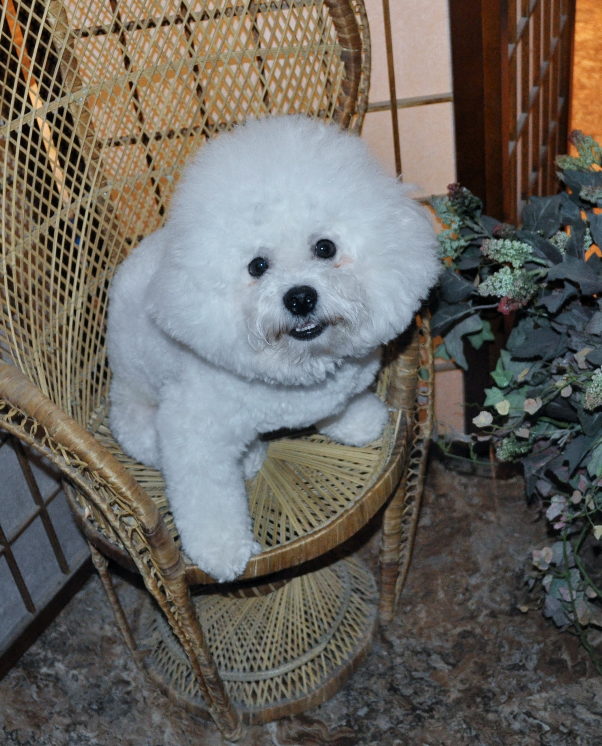 CG\'s Bichons