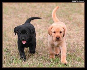 Stunning Chunky Golden Labradors