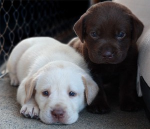 Home Trained Labrador Retriever Puppies
