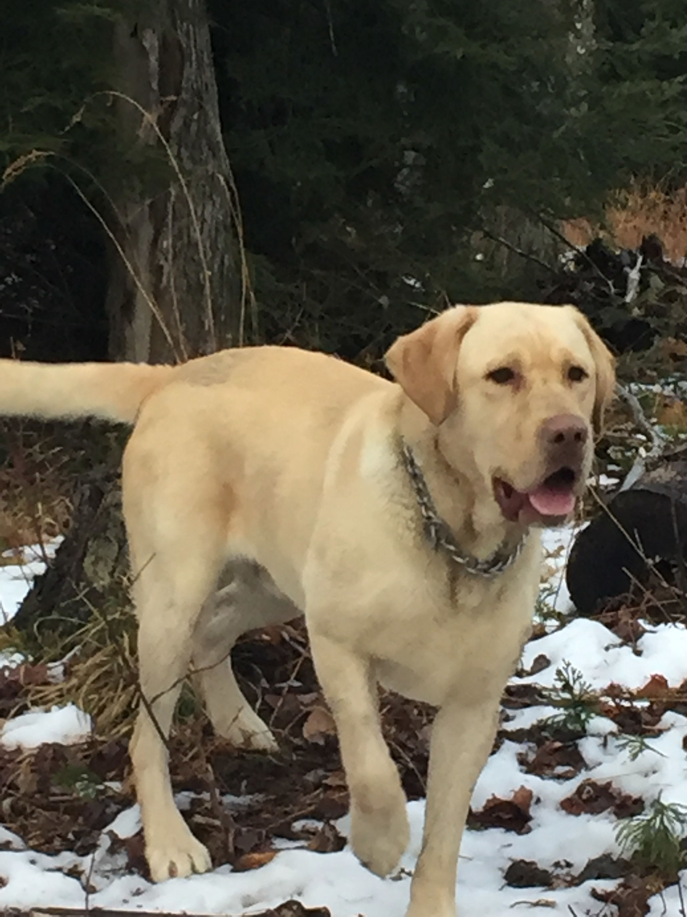 COAL HILL LABRADORS