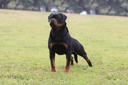 Musikstadt Rottweilers