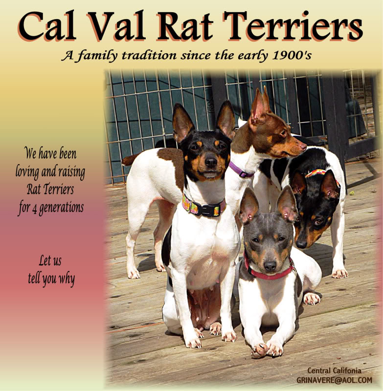 CAL VAL RAT TERRIERS