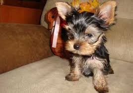 They are purebred Yorkie