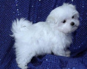 Intelligent Maltese Pups