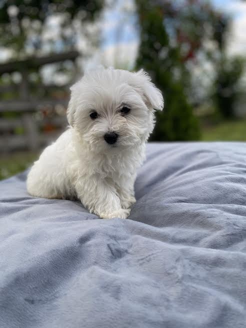 Potty Trained White Maltese Puppies Available