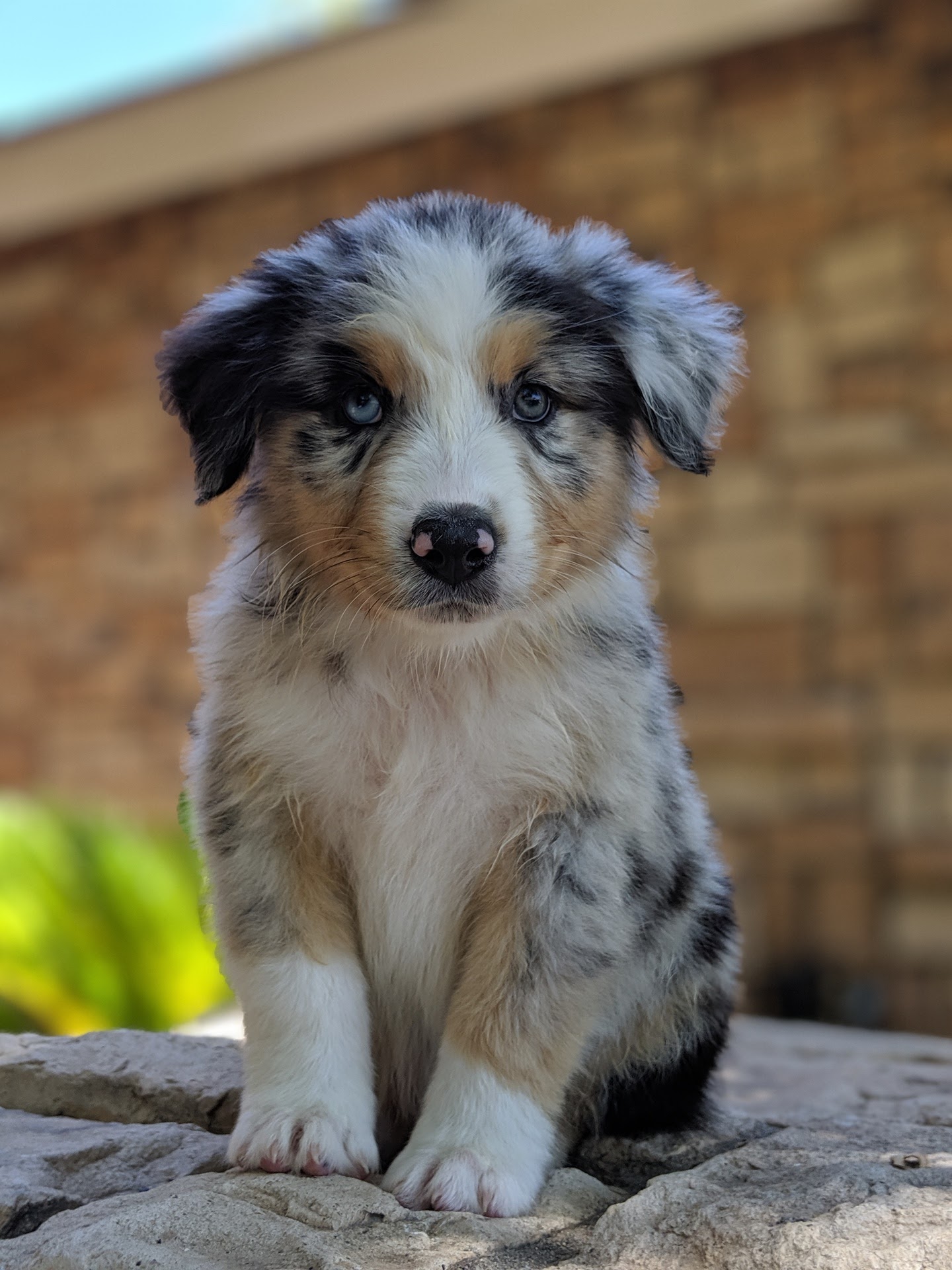 Sunny G Australian Shepherds