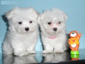 Male Maltese Puppies