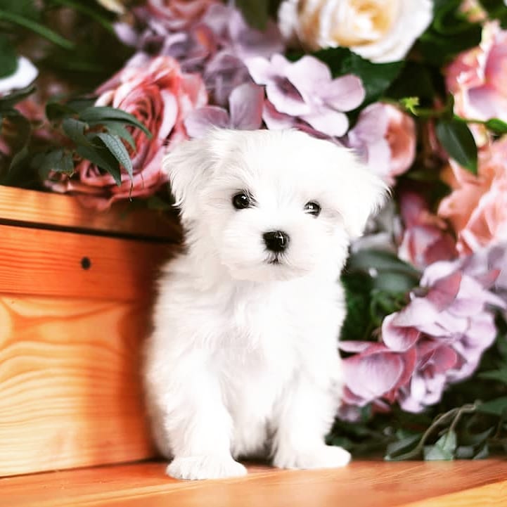 Two Teacup Maltese Puppies Needs a New Family