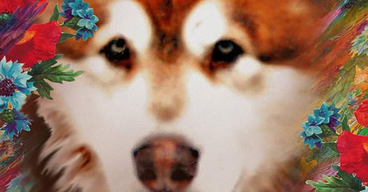 Enchanted Dreams Alaskan Malamutes