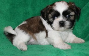 Adorable Male And Female Shih Tzu Puppies