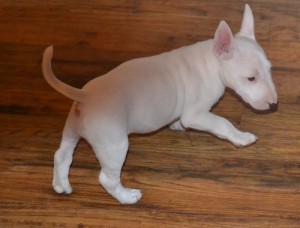 Bull Terrier Pup Available