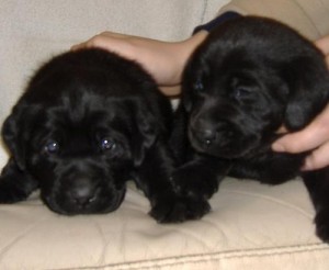 Stunning Chunky Golden Labradors