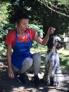 Surrey English Setters