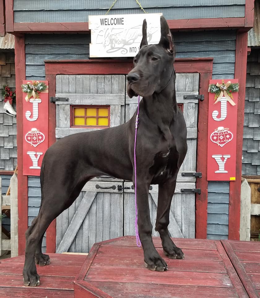 Great Dane Breeders Near Wichita Kansas